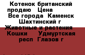 Котенок британский продаю › Цена ­ 3 000 - Все города, Каменск-Шахтинский г. Животные и растения » Кошки   . Удмуртская респ.,Глазов г.